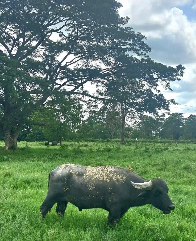 Búfalos orgánicos en potrero Sur del Lago